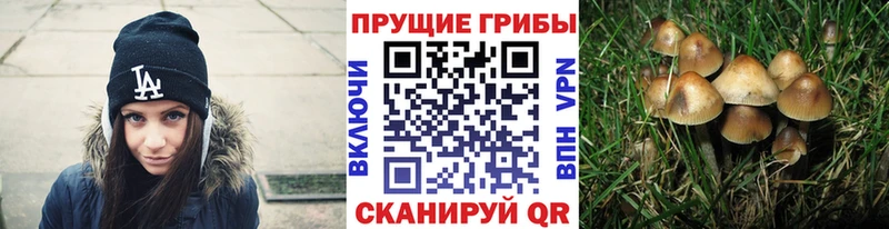 купить  сайты  Заполярный  Галлюциногенные грибы Psilocybine cubensis 